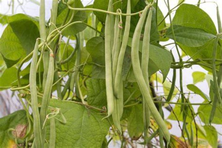 Are beans a fruit or vegetable?