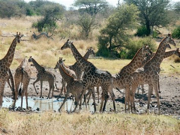 Are giraffes asexual?
