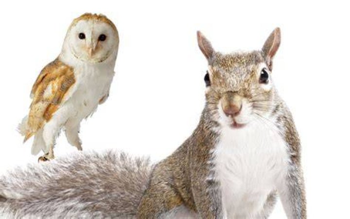 Are squirrels afraid of owls?