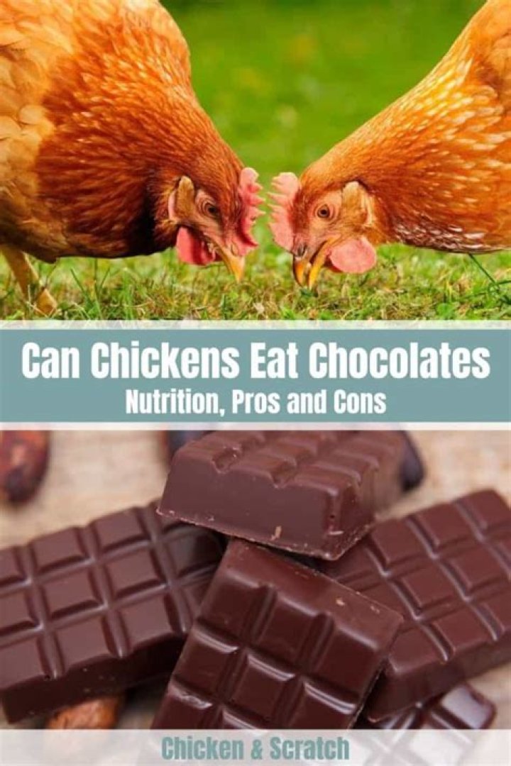 Can chickens eat chocolate?