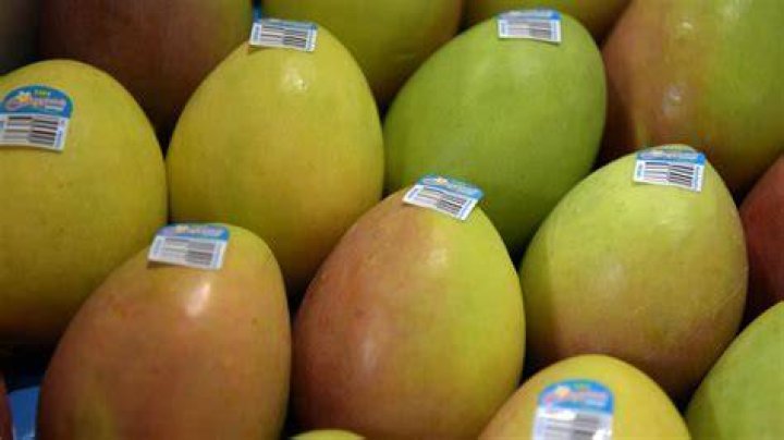 Can I bring Mango to Canada?