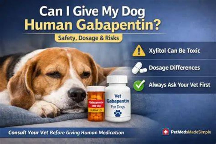 Can I give my dog human gabapentin?