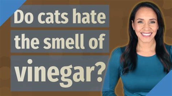 Do cats hate smell vinegar?