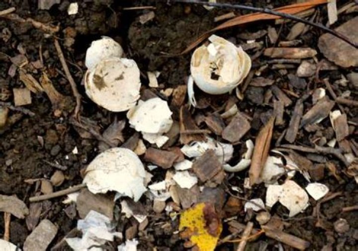 Do eggshells decompose?