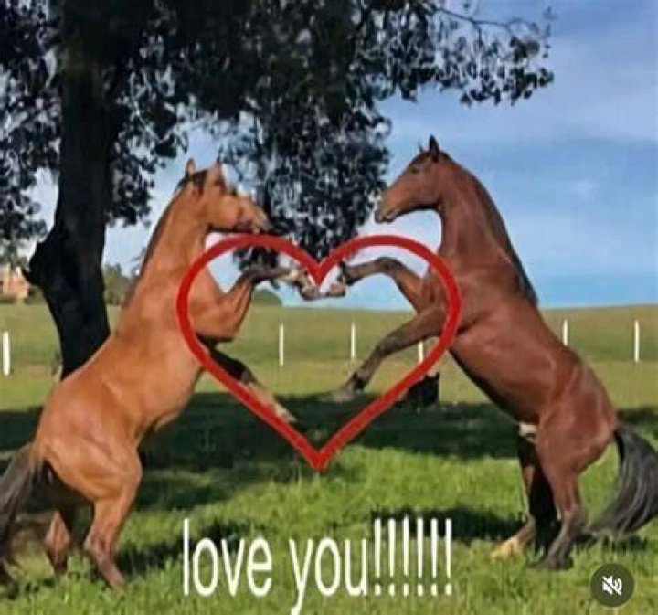 Do horses kiss you?
