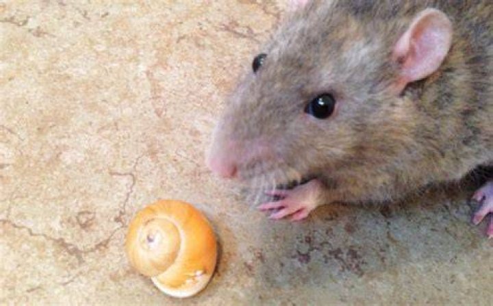 Do rats eat slugs?