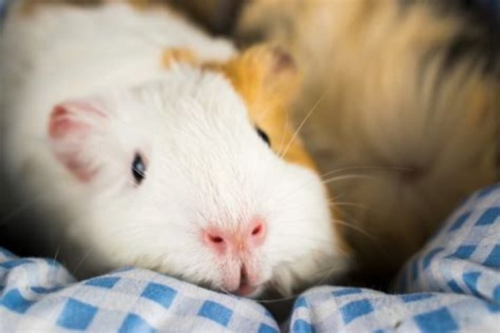 Do you guinea pigs sleep with their eyes open?