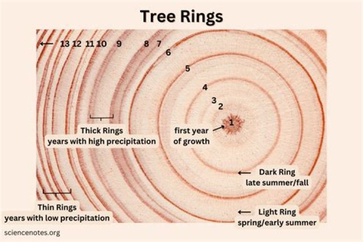 Does counting rings on a tree work?