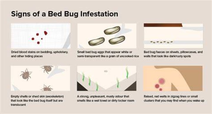 How do I know if it's bed bugs or something else?