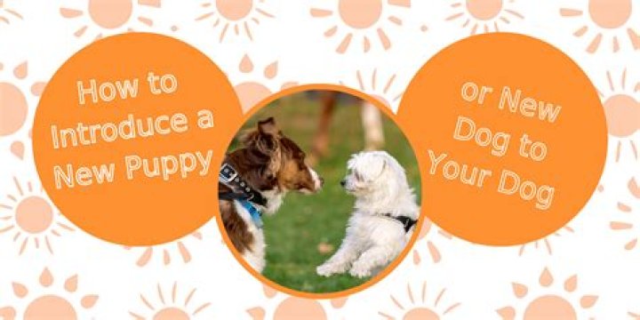 How do you introduce a dog to a horse?