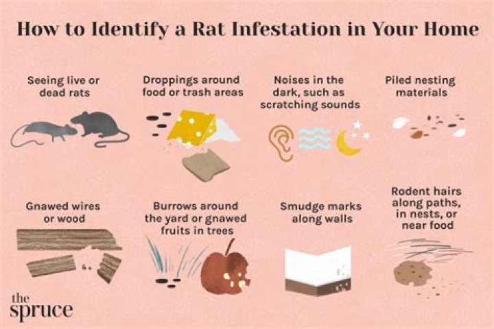 How do you know if you have a rat in your roof?
