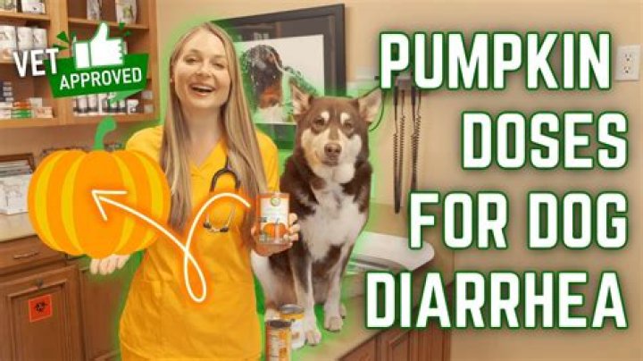 How fast does canned pumpkin helps a dog?