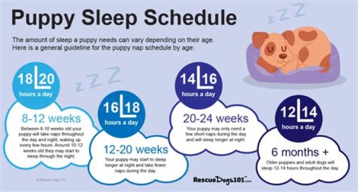 How many hours does a 4 month old puppy sleep?