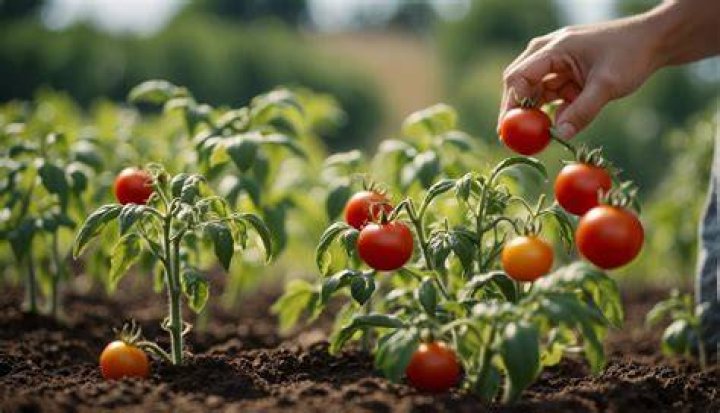 How often should you feed tomato plants?