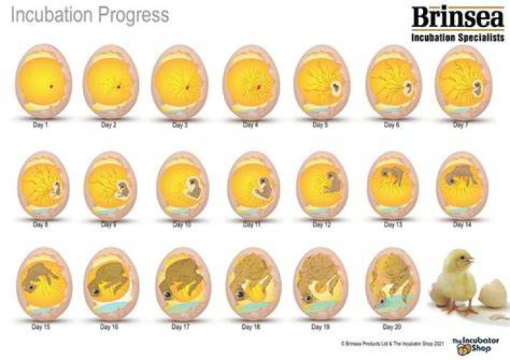 Is an egg a baby chicken?