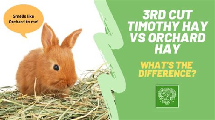 Is orchard grass or timothy hay better?