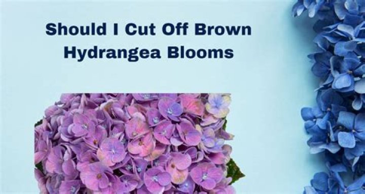 Should I cut off Brown hydrangea blooms?