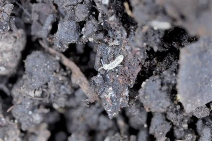 What are the tiny white threads in soil?
