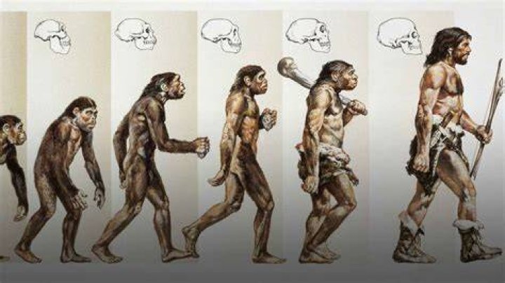What did the first humans eat?