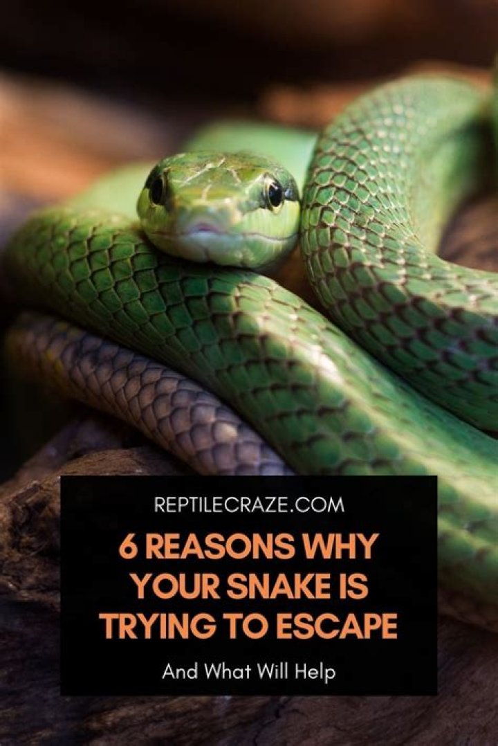 What is the snake trying to escape from?