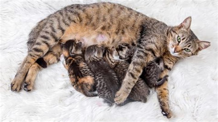 What is the youngest a cat can get pregnant?