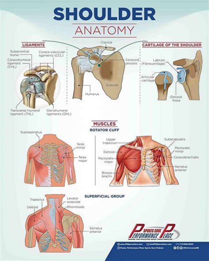 What organ is behind right shoulder blade?