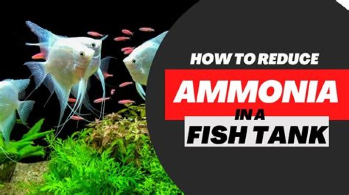 What removes ammonia from fish tank?