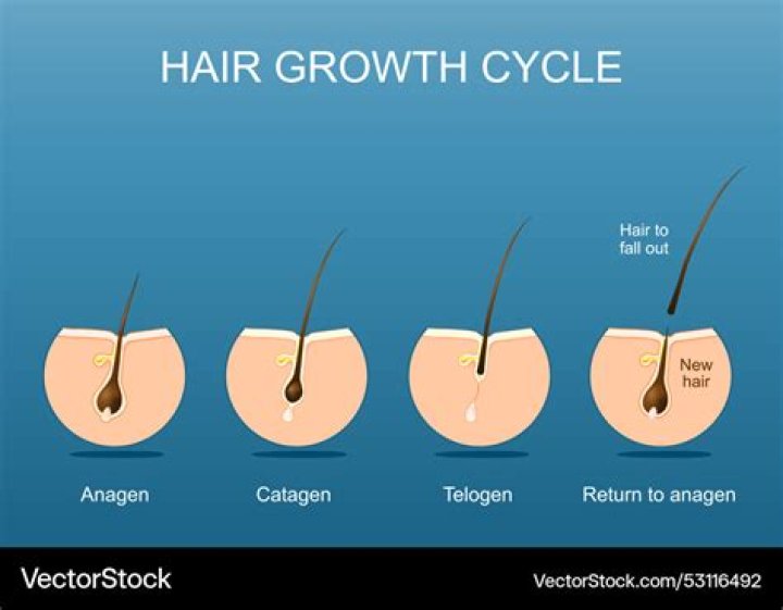 What stimulates new hair follicles?