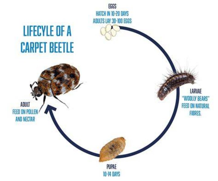 What time of year do carpet beetles hatch?