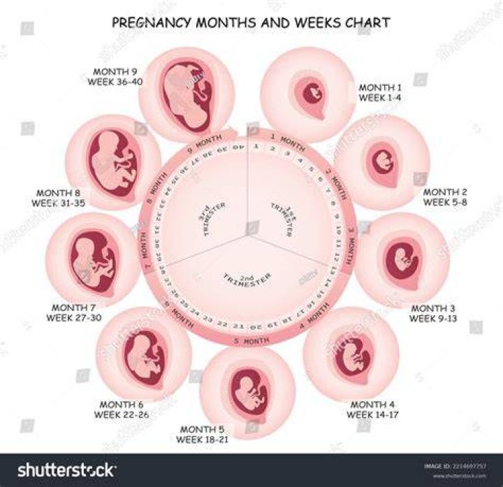 What weeks are 9 months pregnant?