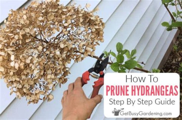 When should I prune my hydrangea tree?