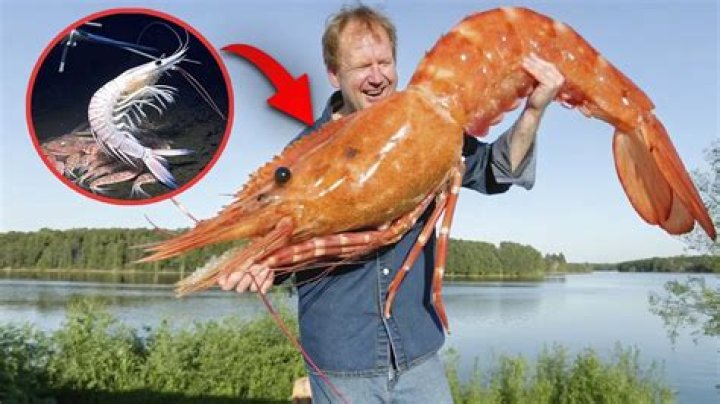 Where are shrimp caught in the US?