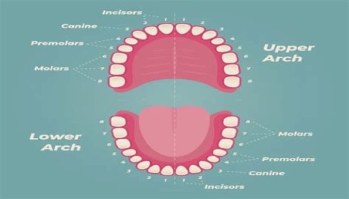 Why do I have 38 teeth?