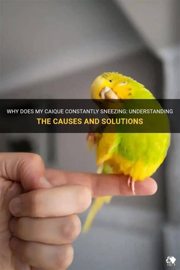 Why is my bird sneezing at night?