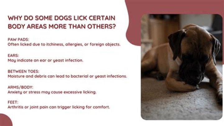 Why is my dog licking his groin area?